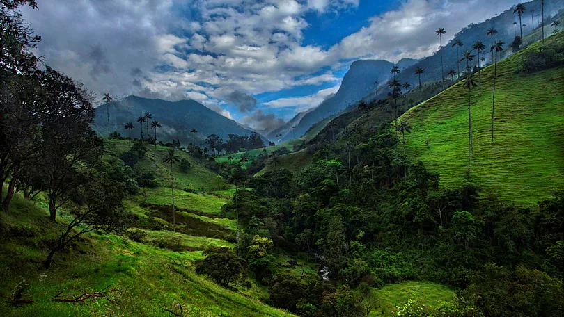 Valle de Cocora