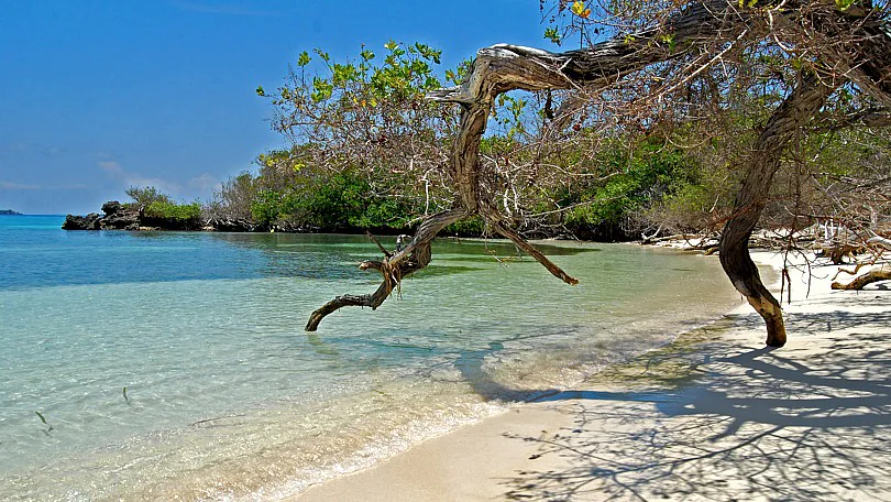 Corales del Rosario